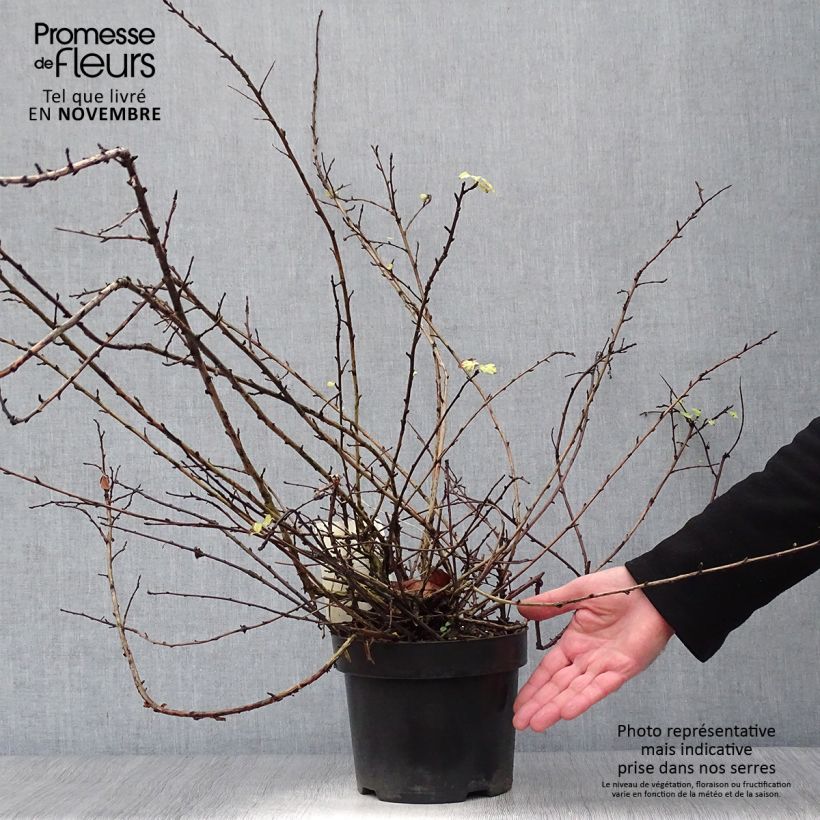 Physocarpus capitatus Tilden Park 3L/4L pot sample as delivered in autumn