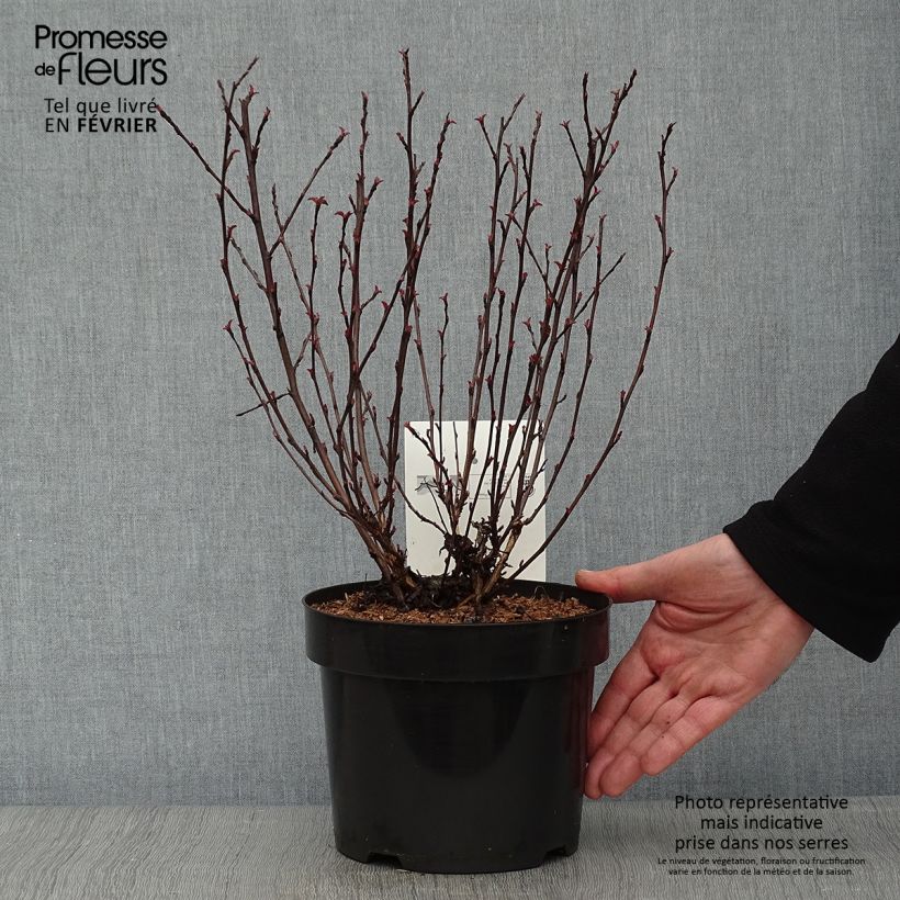 Physocarpus opulifolius All Black - Ninebark 3L/4L pot sample as delivered in winter