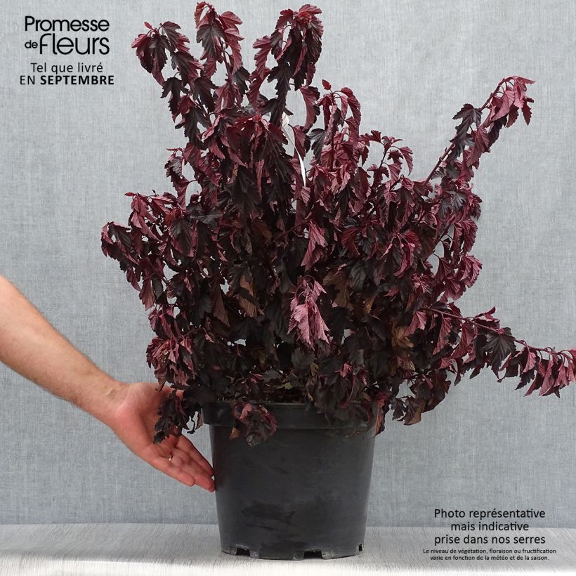 Physocarpus opulifolius All Black - Ninebark 7.5L/10L pot sample as delivered in autumn