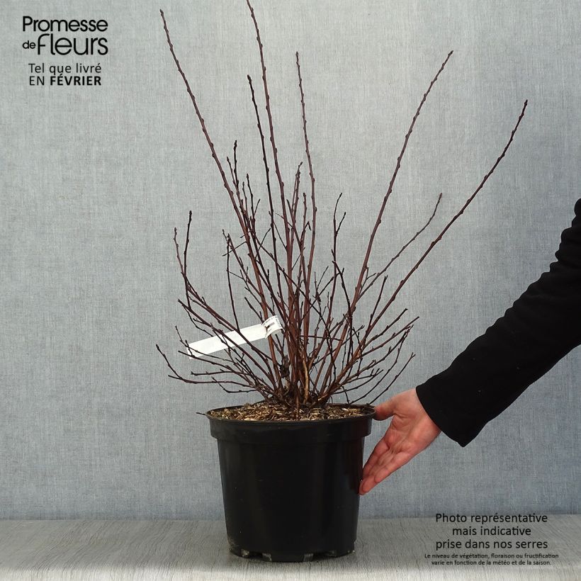 Physocarpus opulifolius All Black - Ninebark 7.5L/10L pot sample as delivered in winter