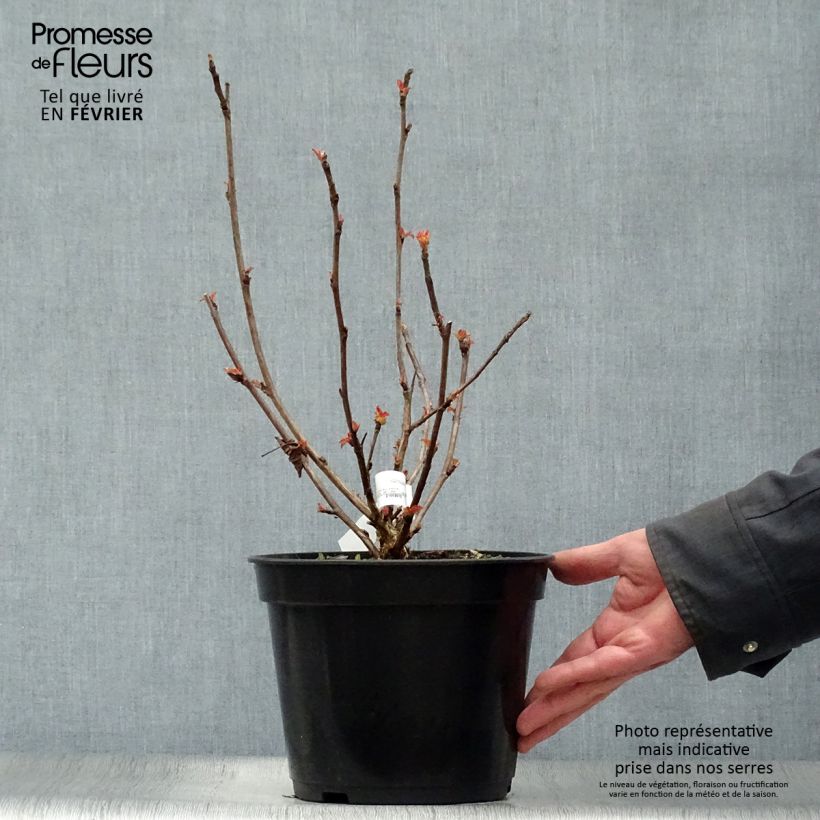 Physocarpus opulifolius Amber Jubilee - Ninebark 3L/4L pot sample as delivered in winter