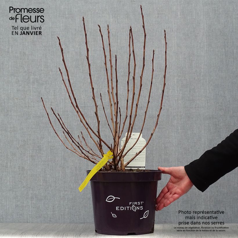 Physocarpus opulifolius Amber Jubilee - Ninebark 7.5L/10L pot sample as delivered in winter