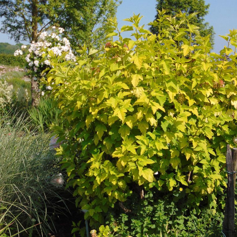 Example of Physocarpus opulifolius Angel Gold 3L/4L pot specimen as delivered