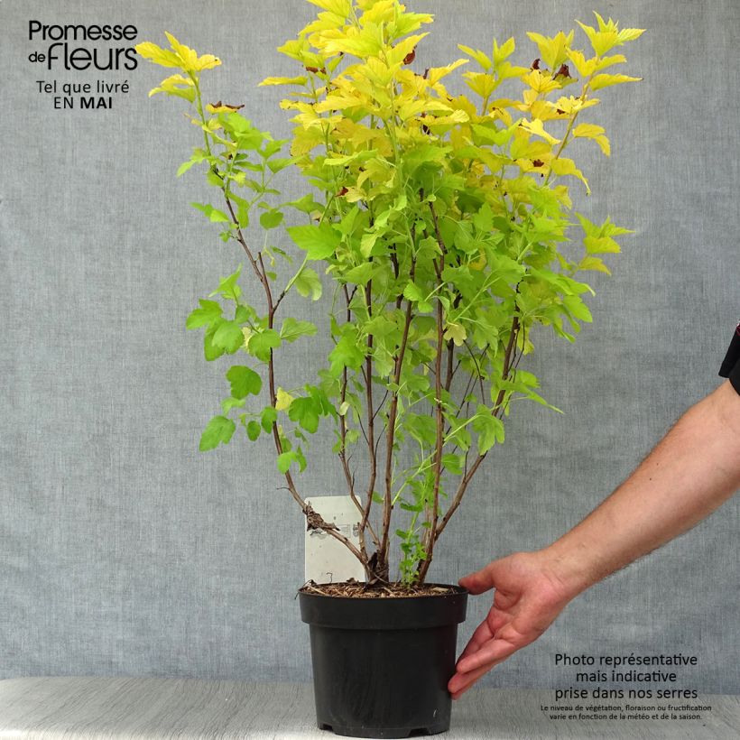 Physocarpus opulifolius Angel Gold 3L/4L pot sample as delivered in spring