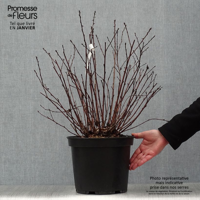 Physocarpus opulifolius Black Light - Ninebark 7.5L/10L pot sample as delivered in winter
