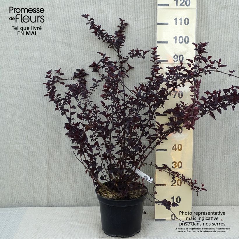 Physocarpus opulifolius Black Light - Ninebark 7.5L/10L pot sample as delivered in spring