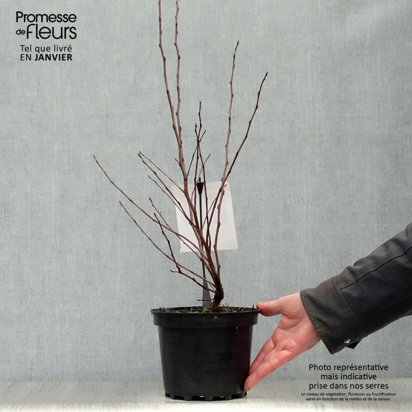 Physocarpus opulifolius Diable D'Or - Ninebark 3L/4L pot sample as delivered in winter