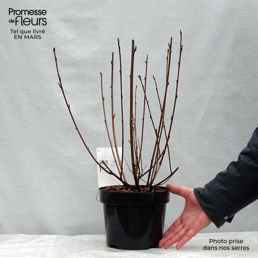Physocarpus opulifolius Diabolo - Ninebark 3L/4L pot sample as delivered in spring