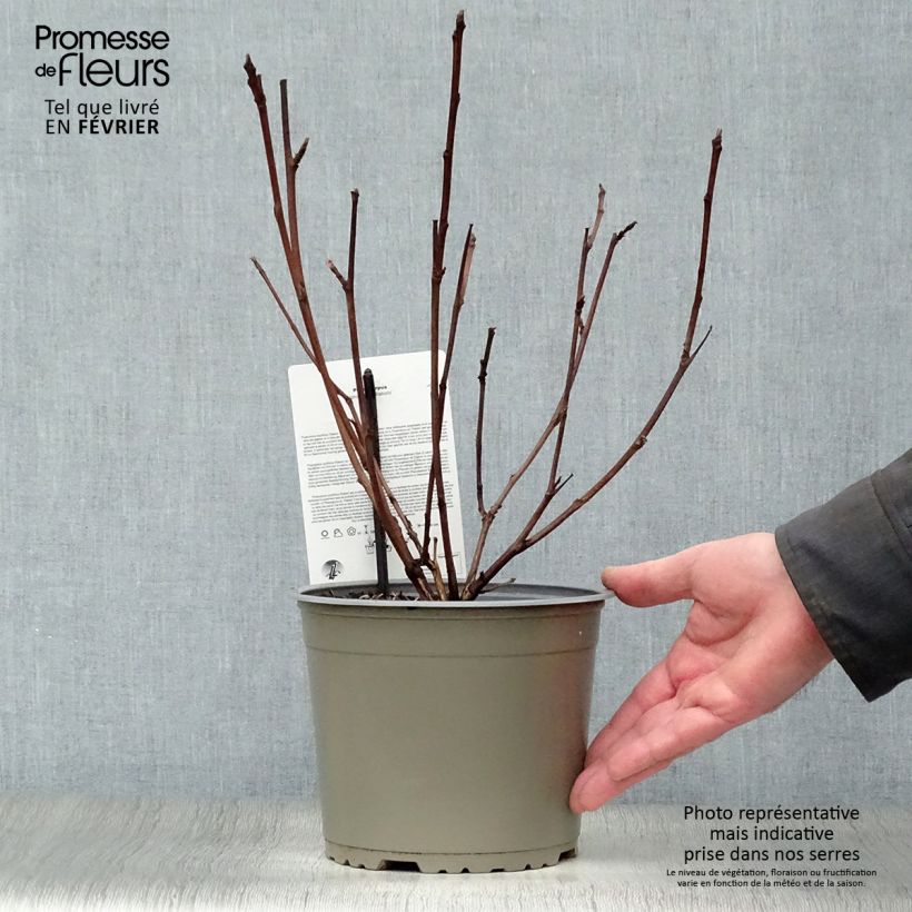 Physocarpus opulifolius Diabolo - Ninebark 3L/4L pot sample as delivered in winter
