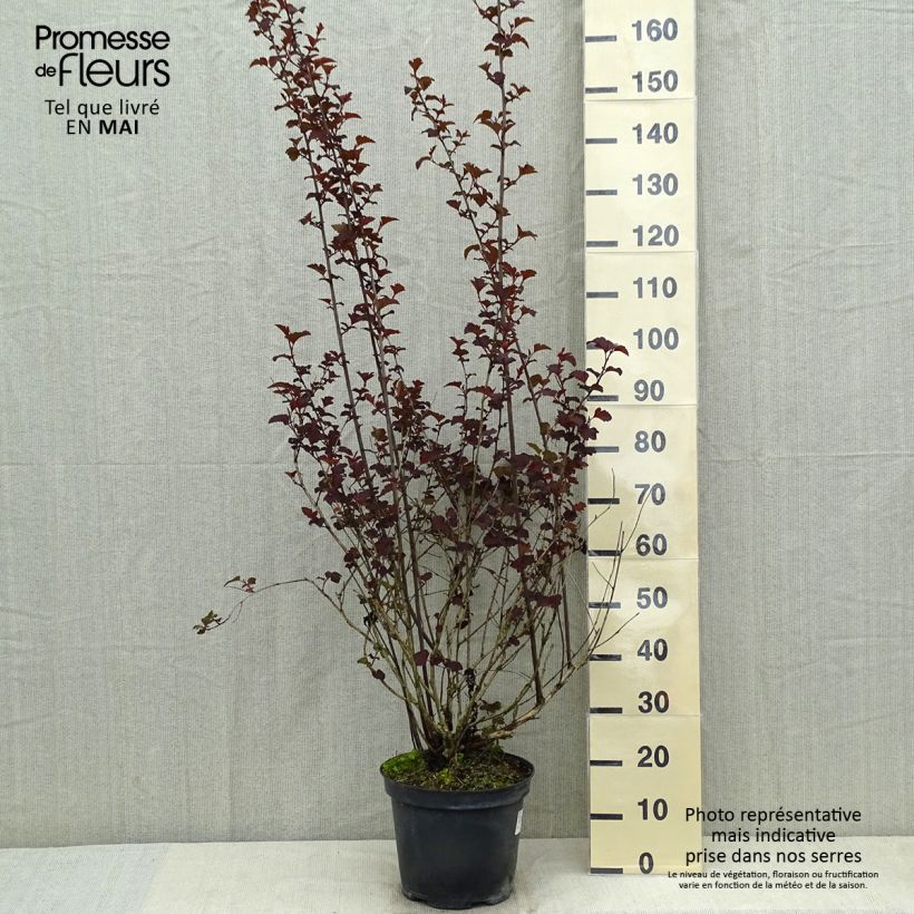 Physocarpus opulifolius Diabolo - Ninebark 6L/7L pot sample as delivered in spring