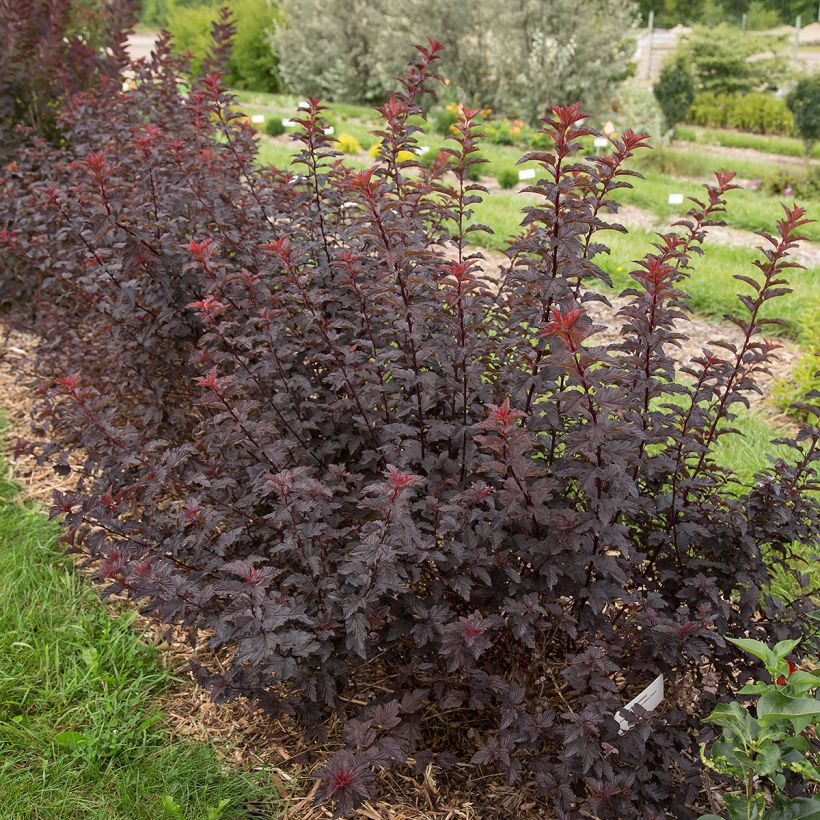Physocarpus opulifolius Fireside 'UMN Harpell' First Editions® - Ninebark (Plant habit)
