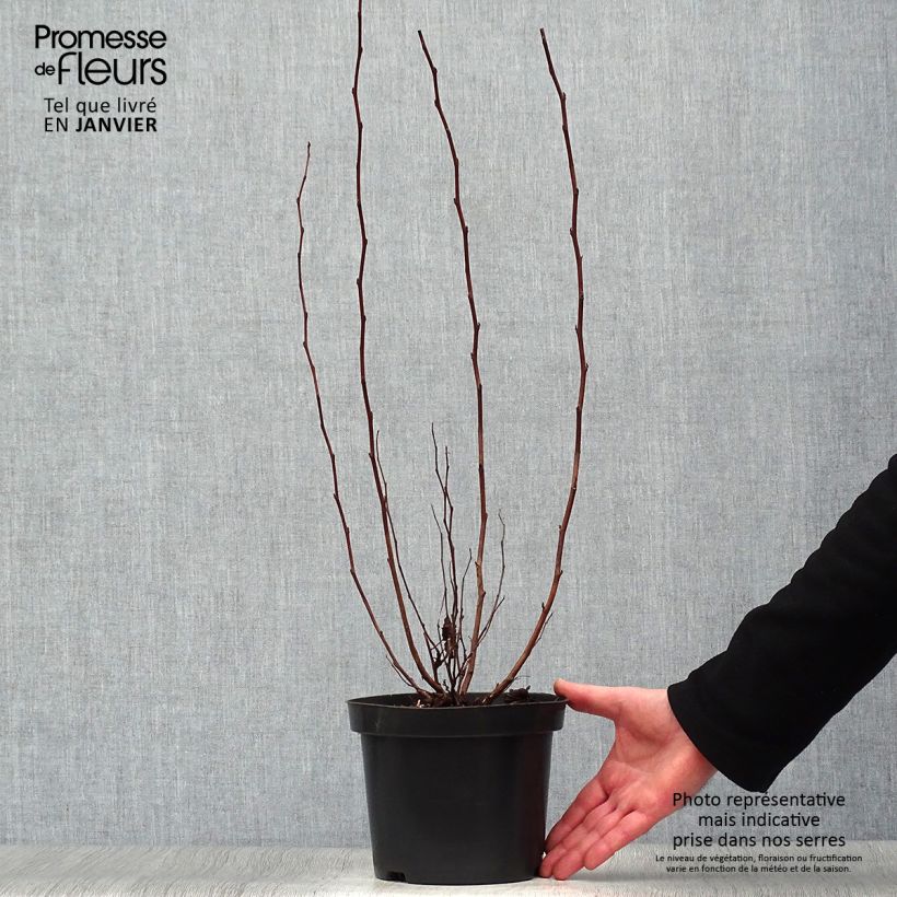 Physocarpus opulifolius Little Angel - Ninebark 2L/3L pot sample as delivered in winter