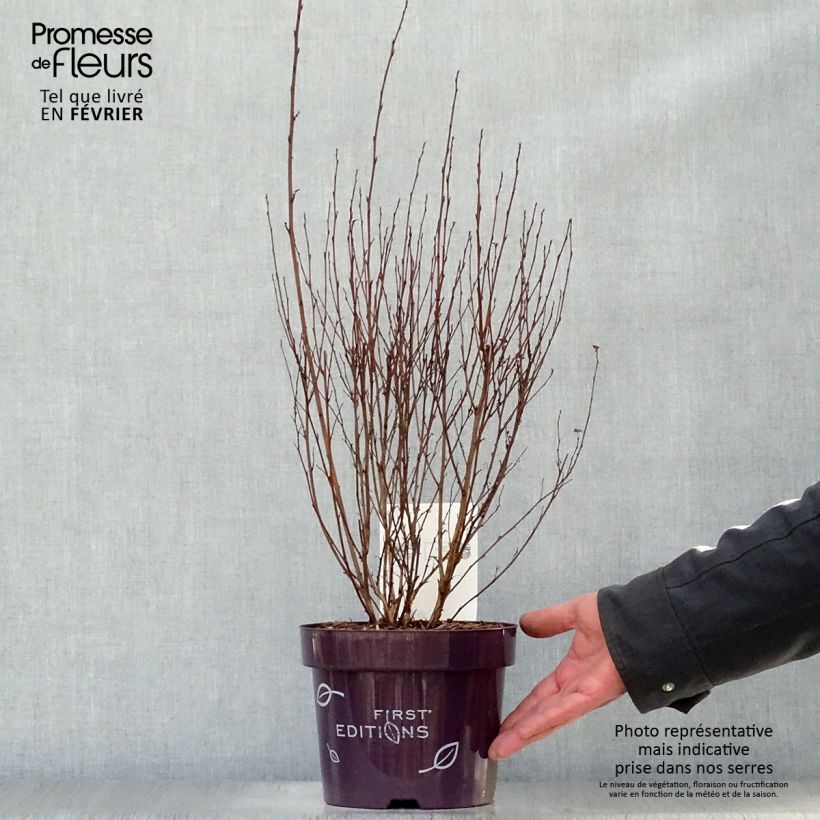 Physocarpus opulifolius Little Devil - Ninebark 3L/4L pot sample as delivered in winter