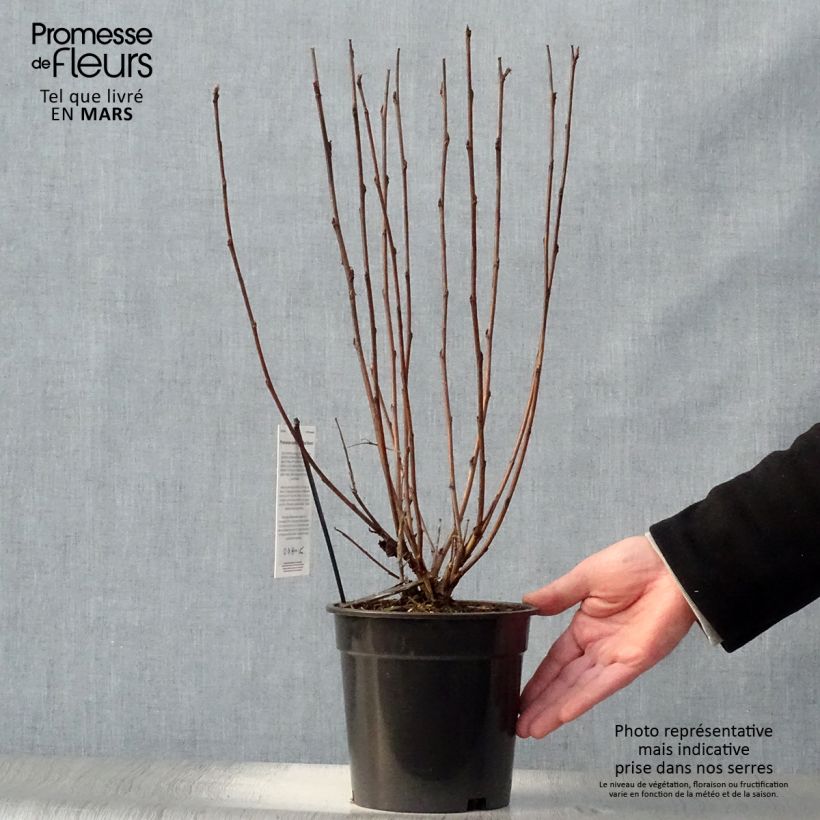 Physocarpus opulifolius Red Baron - Ninebark 2L/3L pot sample as delivered in spring