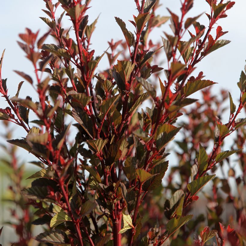 Physocarpus opulifolius Spicy Devil®  - Ninebark (Plant habit)