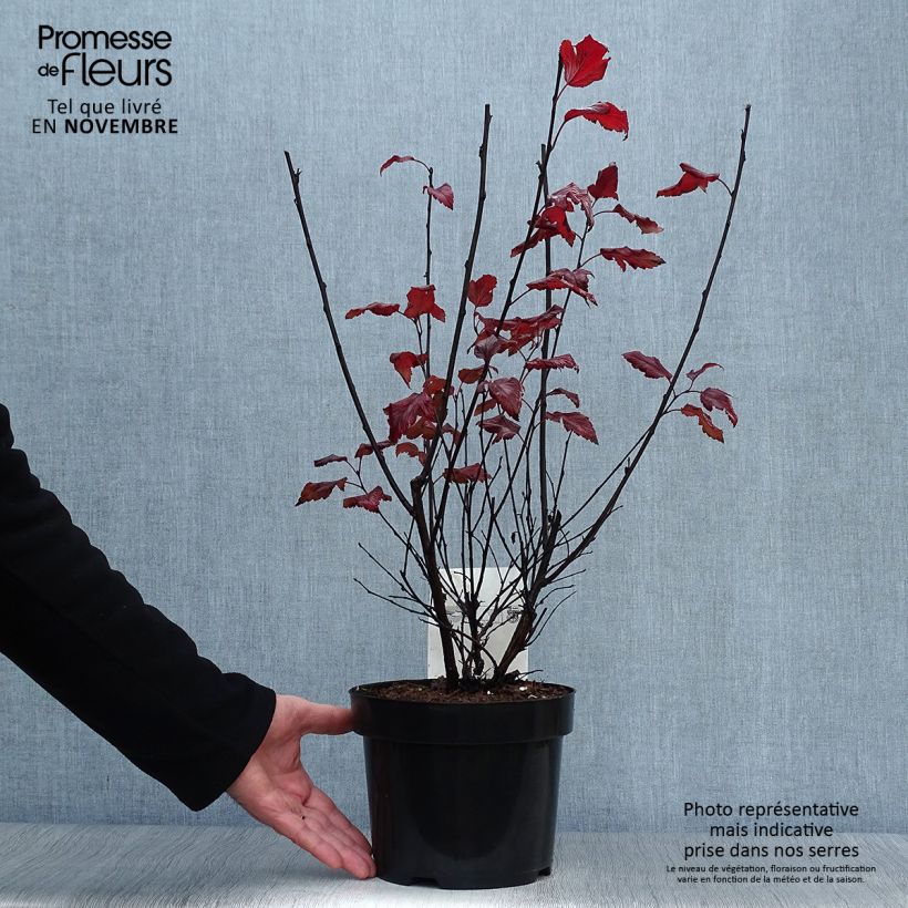 Physocarpus opulifolius Summer Wine - Ninebark 3L/4L pot sample as delivered in autumn