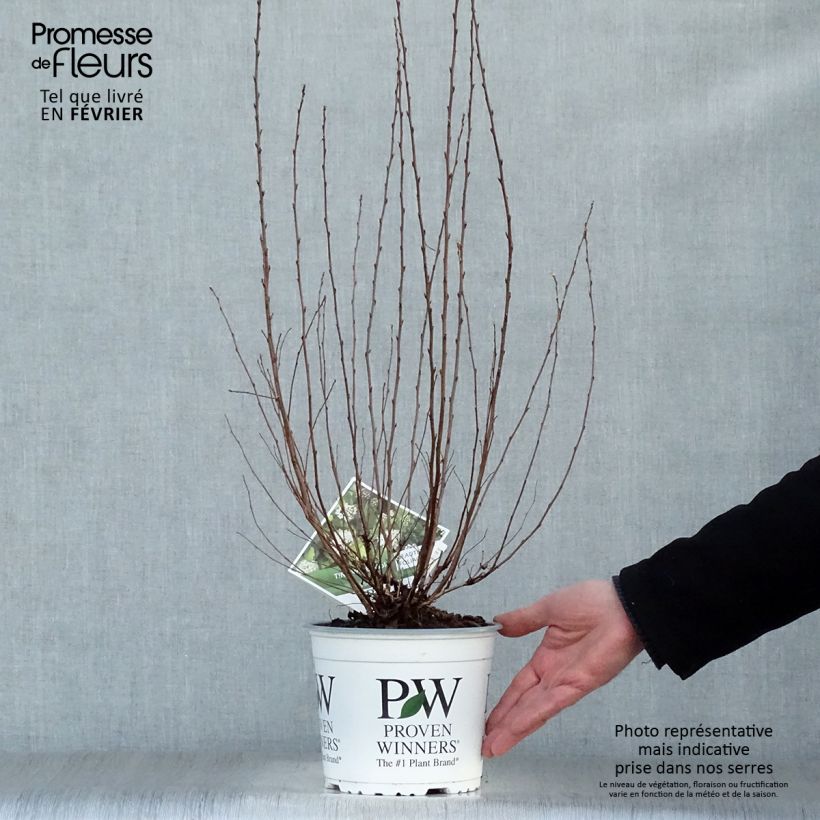 Physocarpus opulifolius Tiny Wine Gold - Ninebark 2L/3L pot sample as delivered in winter