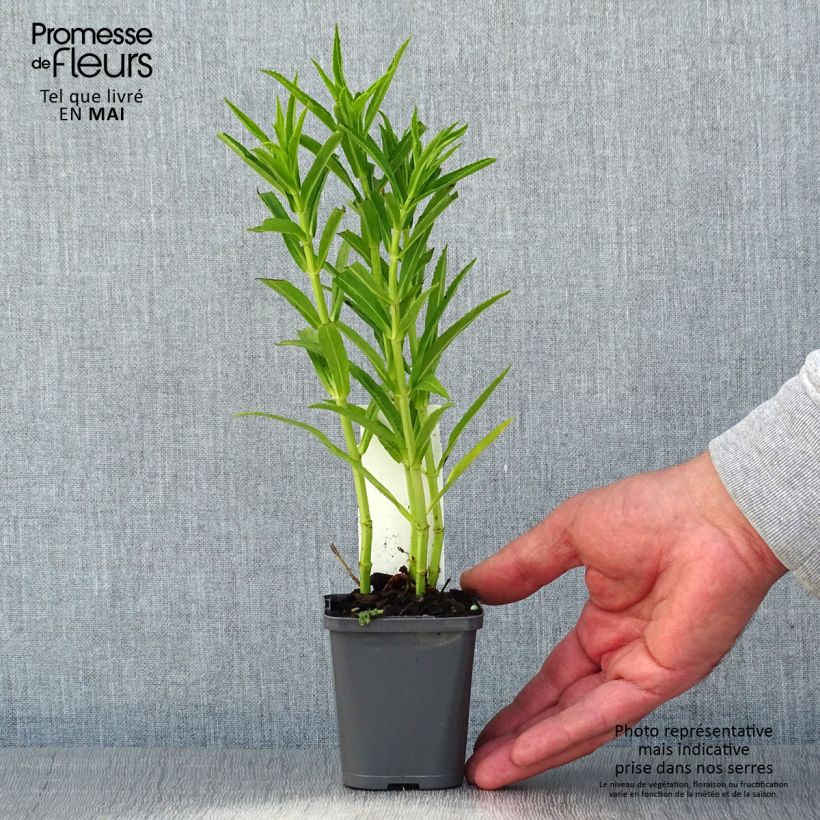 Physostegia virginiana Alba - Obedient Plant 8/9 cm pot sample as delivered in spring