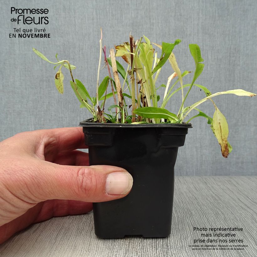 Physostegia virginiana Bouquet Rose - Obedient Plant 7/8 cm pot sample as delivered in autumn