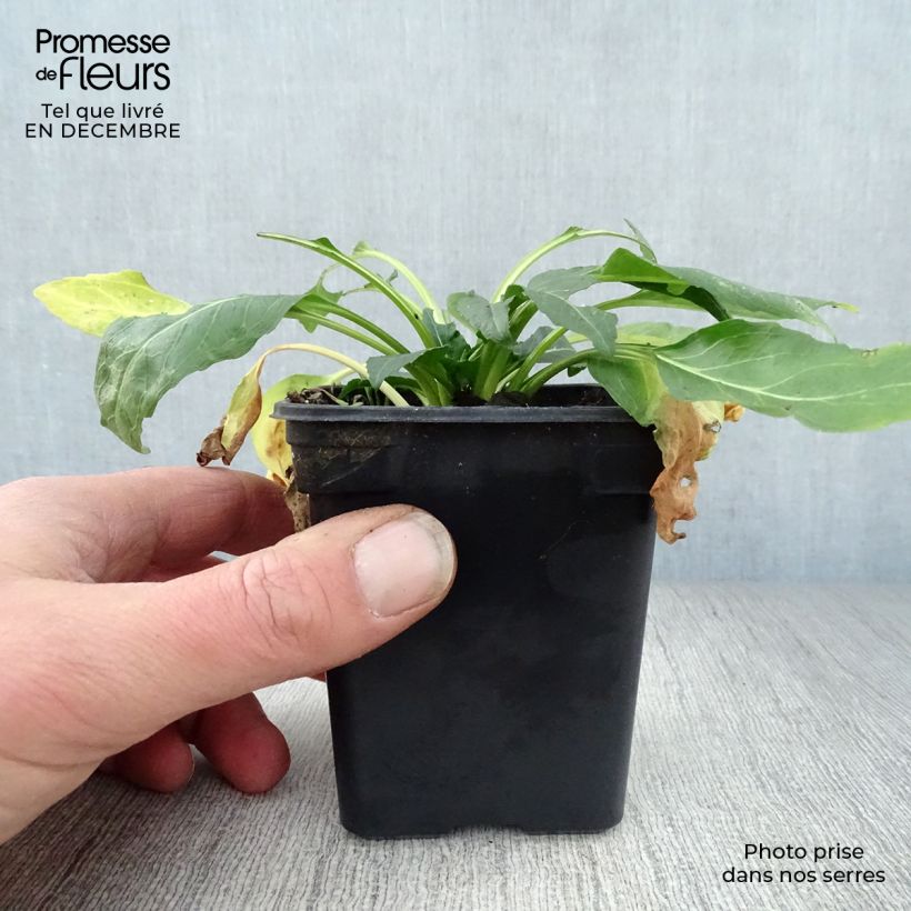 Physostegia virginiana Bouquet Rose - Obedient Plant 7/8 cm pot sample as delivered in winter