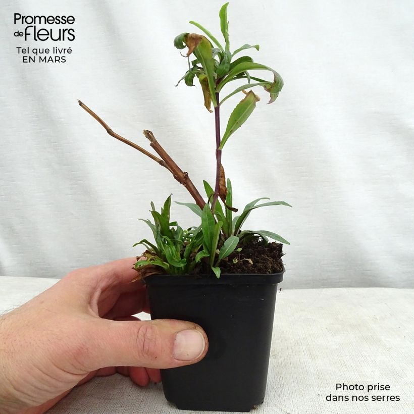 Physostegia virginiana Red Beauty - Obedient Plant 8/9 cm pot sample as delivered in spring