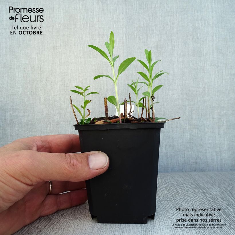 Physostegia virginiana Red Beauty - Obedient Plant 8/9 cm pot sample as delivered in autumn