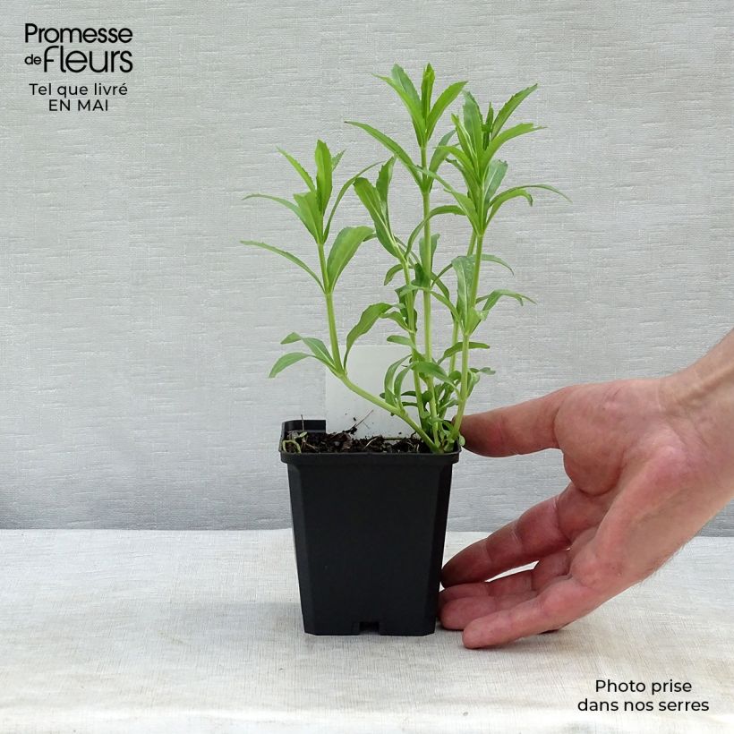Physostegia virginiana Summer Snow - Obedient Plant 7/8 cm pot sample as delivered in spring