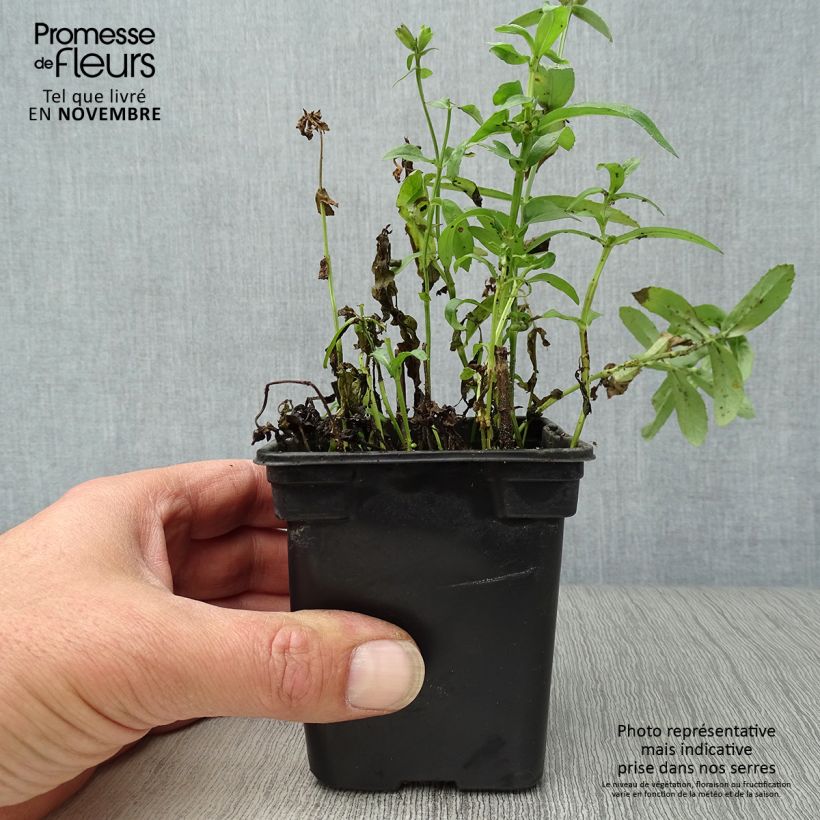 Physostegia virginiana Summer Snow - Obedient Plant 7/8 cm pot sample as delivered in autumn
