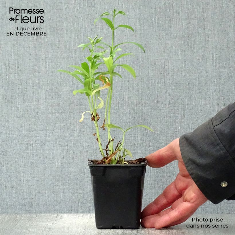 Physostegia virginiana Summer Snow - Obedient Plant 7/8 cm pot sample as delivered in winter