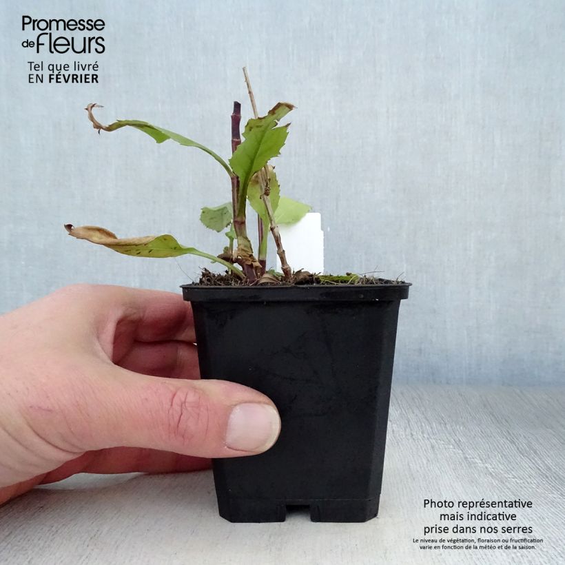 Physostegia virginiana Vivid - Obedient Plant 8/9 cm pot sample as delivered in winter