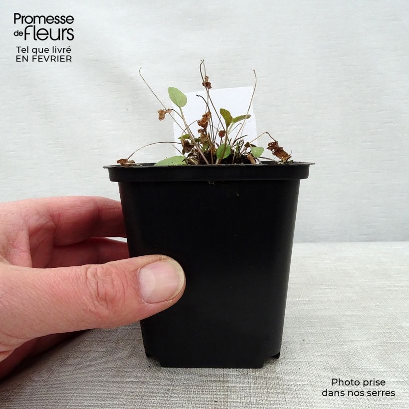 Phyteuma scheuchzeri 8/9 cm pot sample as delivered in winter