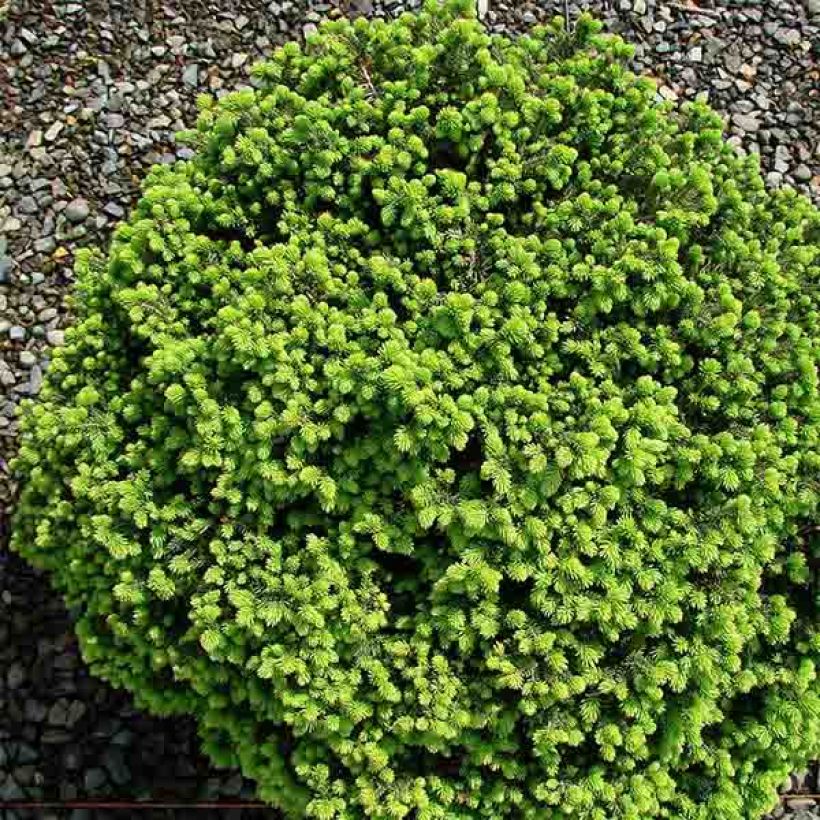 Picea abies Little Gem - Norway Spruce (Plant habit)