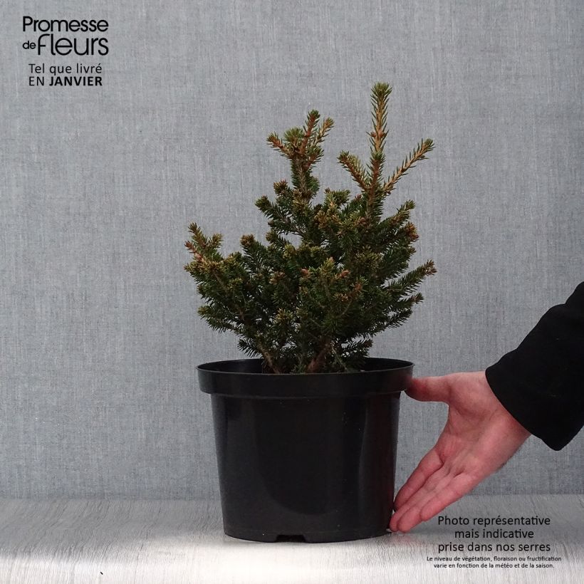 Picea abies Will's Zwerg 7.5L/10L pot sample as delivered in winter
