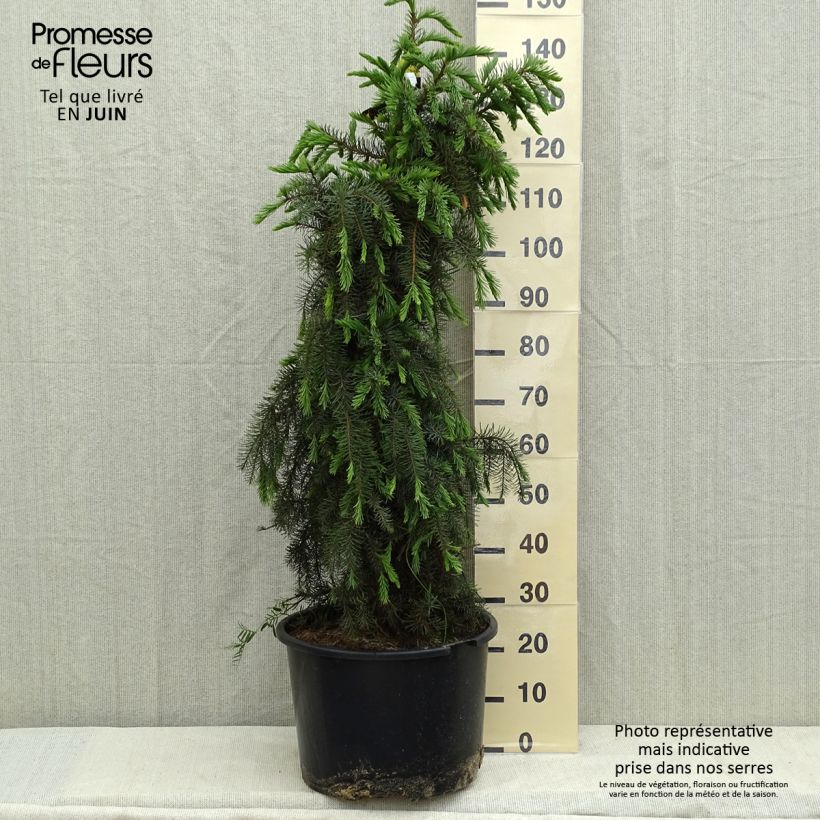 Picea breweriana - Brewer's Spruce 3L/4L pot sample as delivered in spring