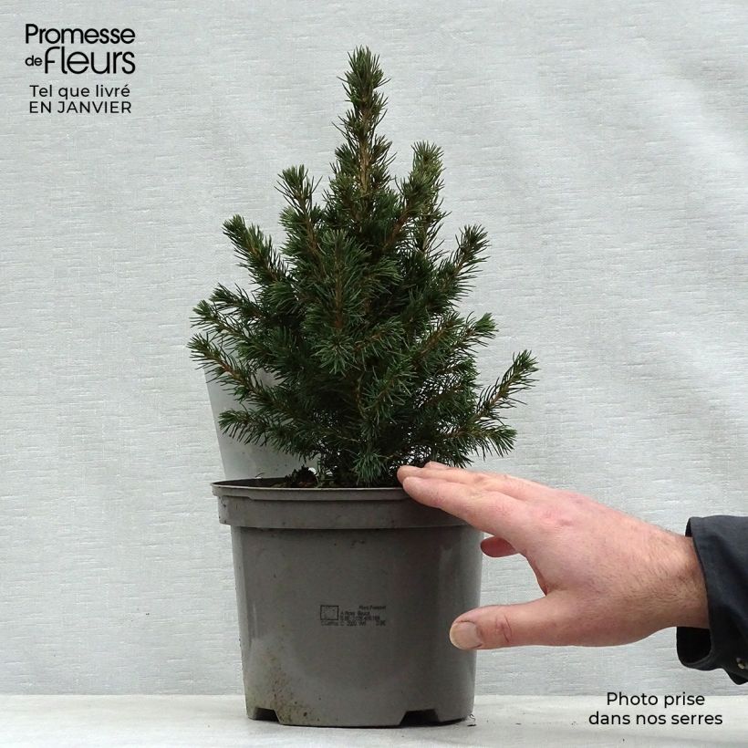 Picea glauca Conica - White Spruce 2L/3L pot sample as delivered in winter