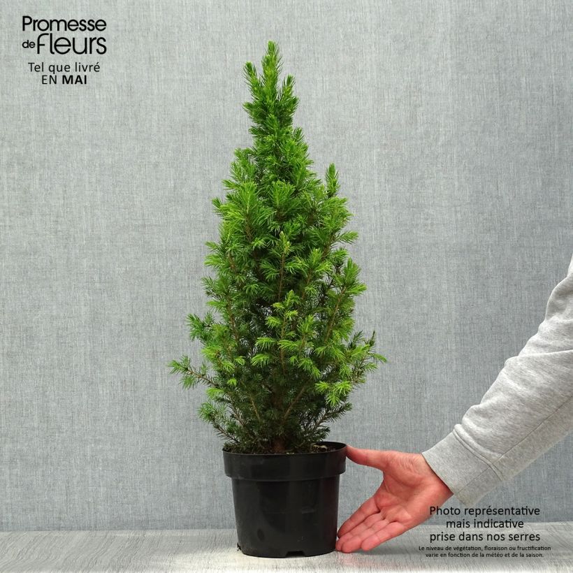 Picea glauca December - White Spruce 3L/4L pot sample as delivered in spring