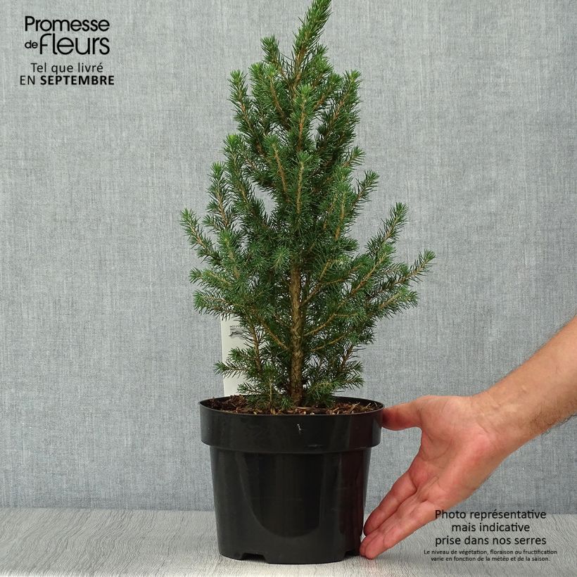 Picea glauca December - White Spruce 3L/4L pot sample as delivered in autumn