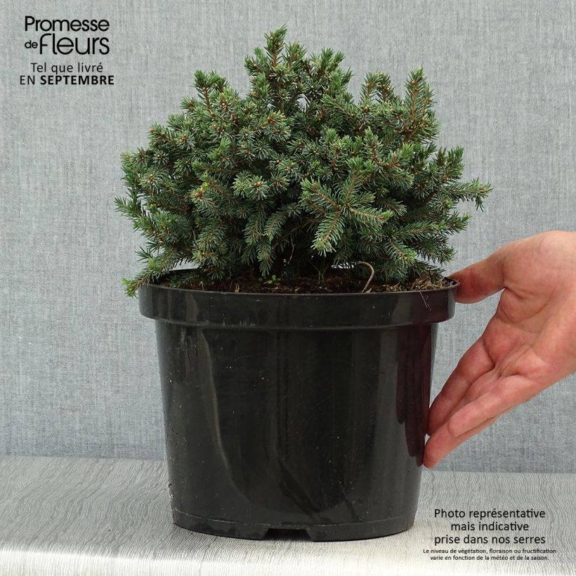 Picea glauca Echiniformis Echt - White Spruce 4L/5L pot sample as delivered in autumn