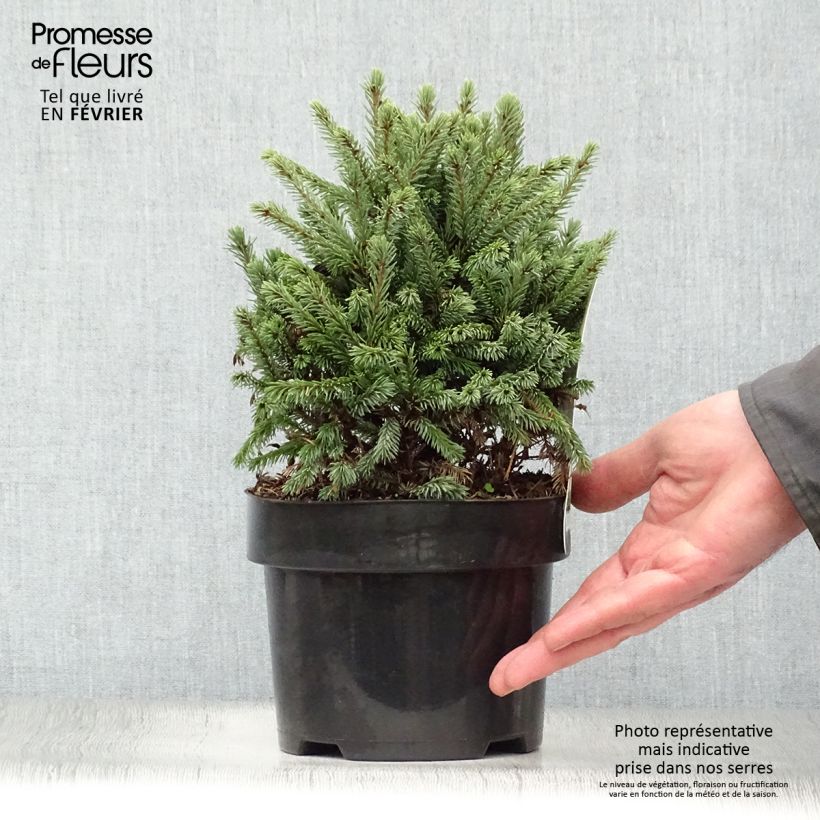 Picea glauca Echiniformis Echt - White Spruce 4L/5L pot sample as delivered in winter