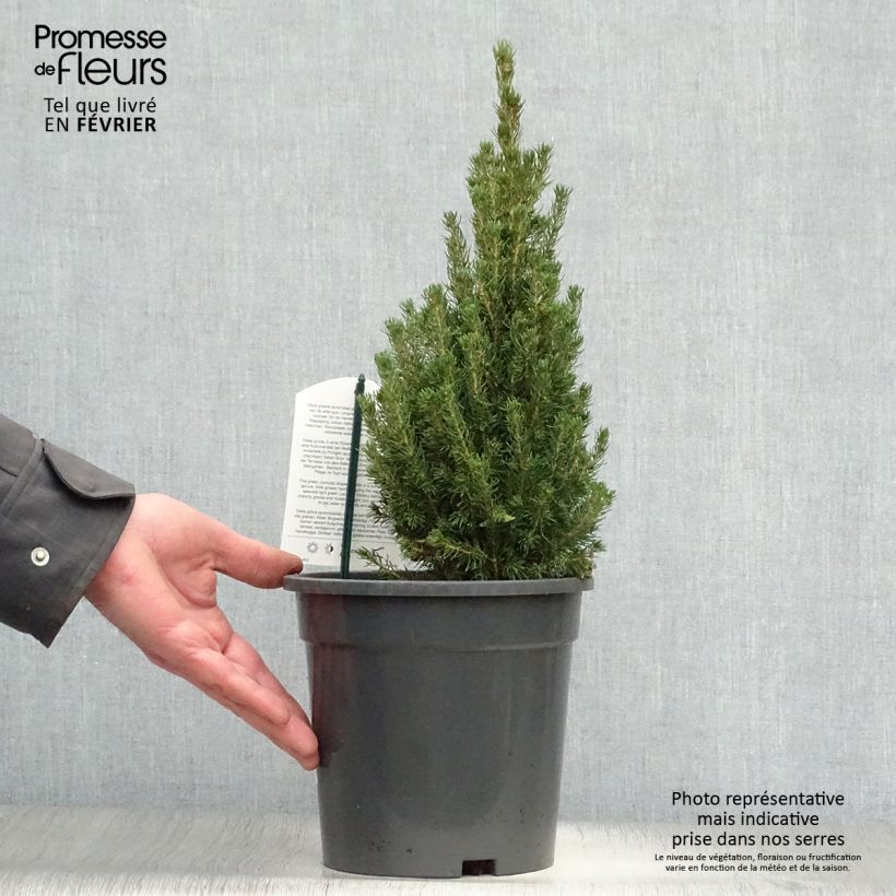 Picea glauca Laurin - White Spruce 3L/4L pot sample as delivered in winter