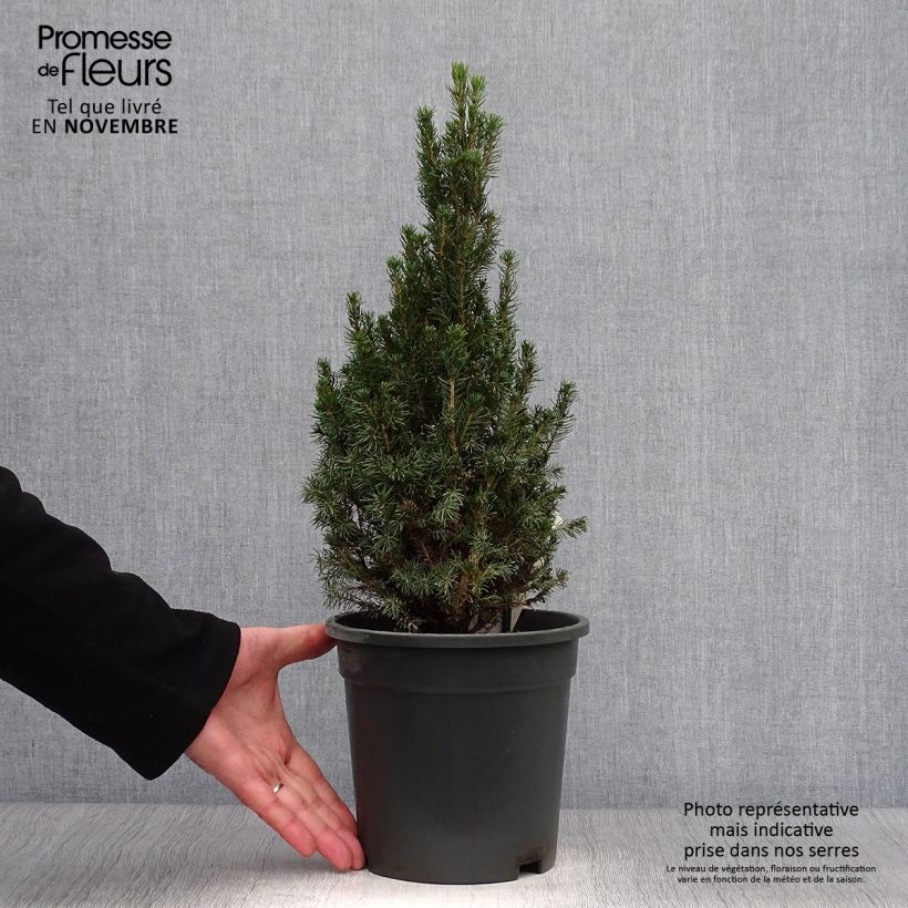 Picea glauca Laurin - White Spruce 3L/4L pot sample as delivered in autumn