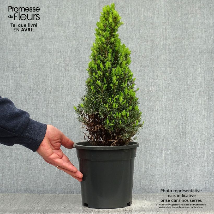 Picea glauca Laurin - White Spruce 3L/4L pot sample as delivered in spring