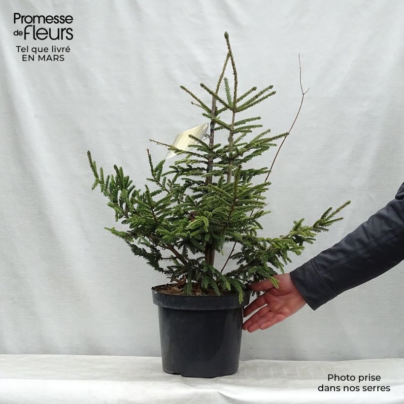 Picea orientalis Aureospicata - Caucasian Spruce 7.5L/10L pot sample as delivered in winter