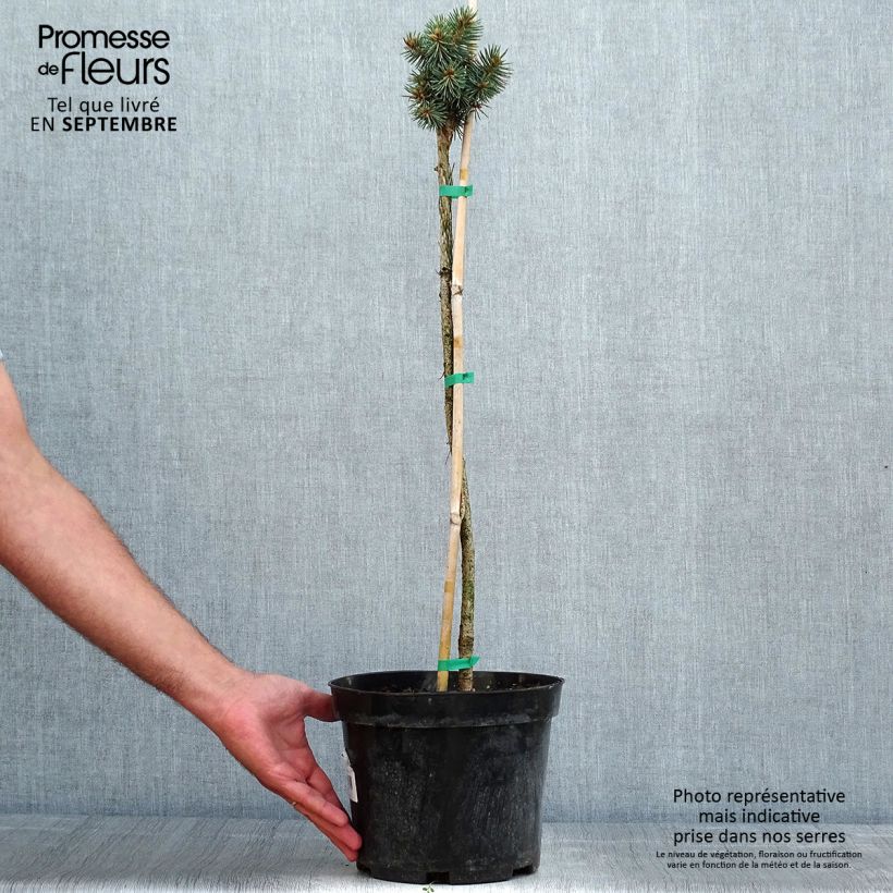 Picea pungens Brynek - Blue Spruce 4L/5L pot, Standard sample as delivered in summer