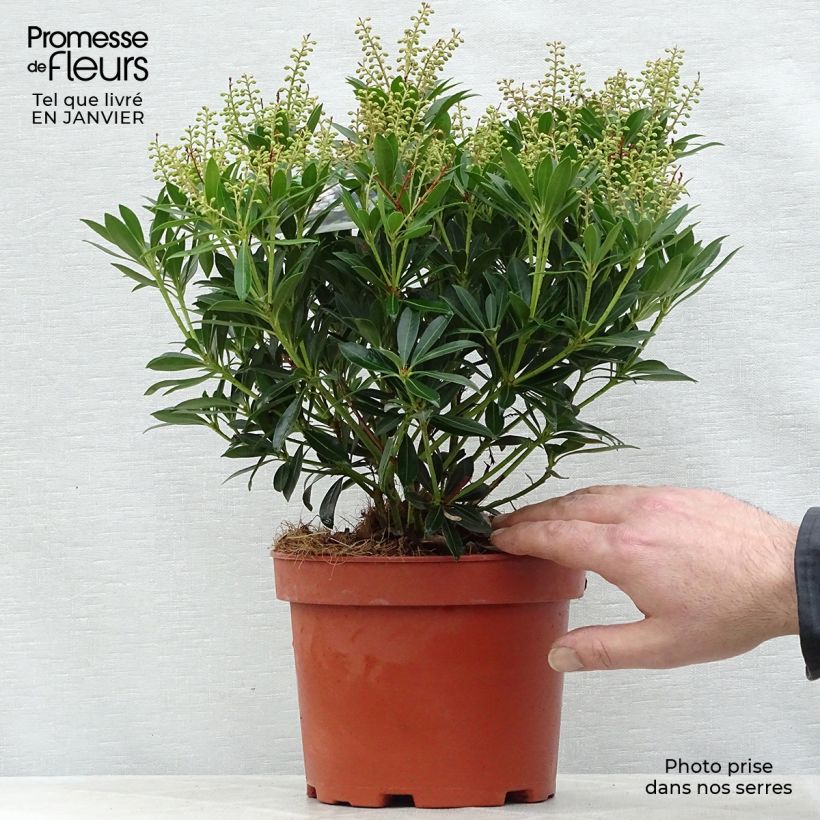 Pieris japonica Debutante - Japanese Andromeda 2L/3L pot sample as delivered in winter
