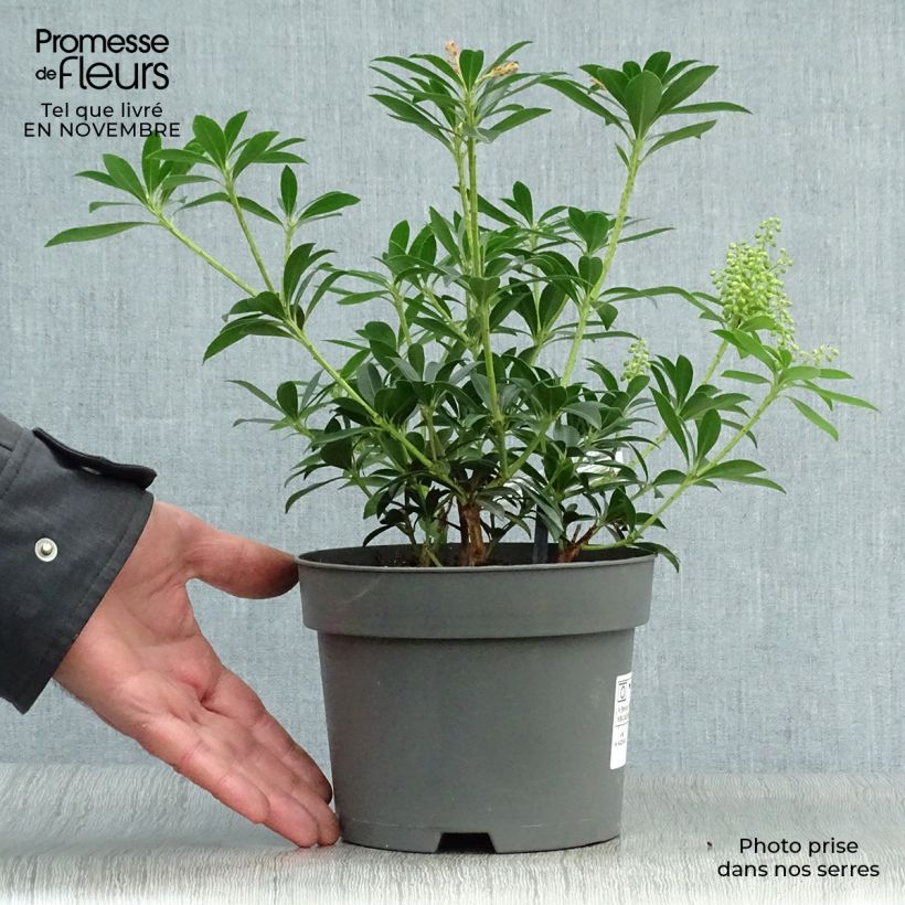 Pieris japonica Debutante - Japanese Andromeda 2L/3L pot sample as delivered in autumn