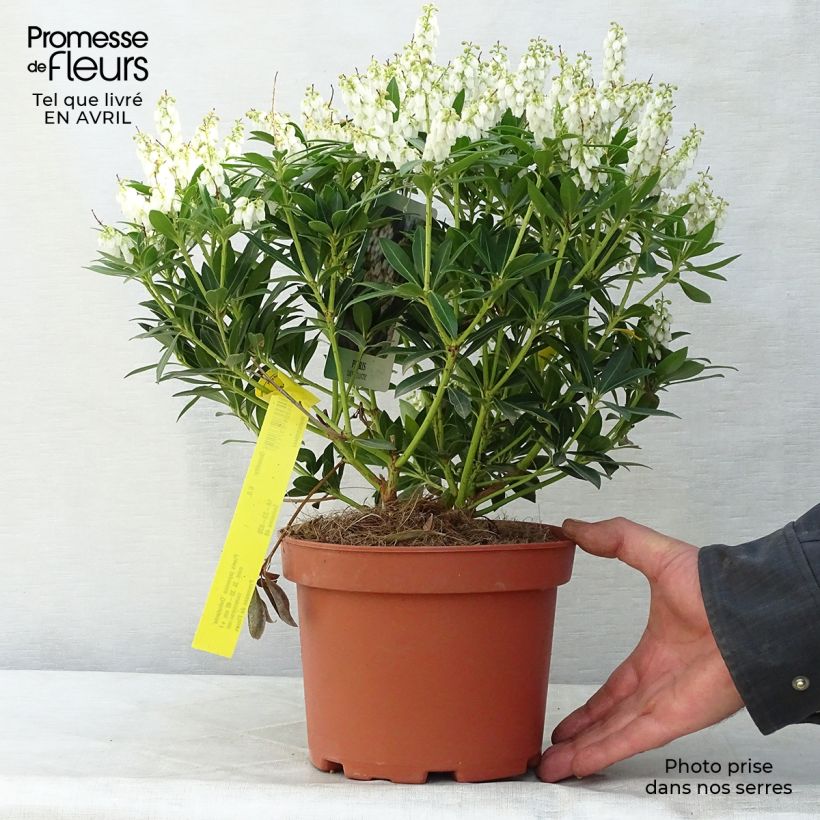 Pieris japonica Debutante - Japanese Andromeda 2L/3L pot sample as delivered in spring