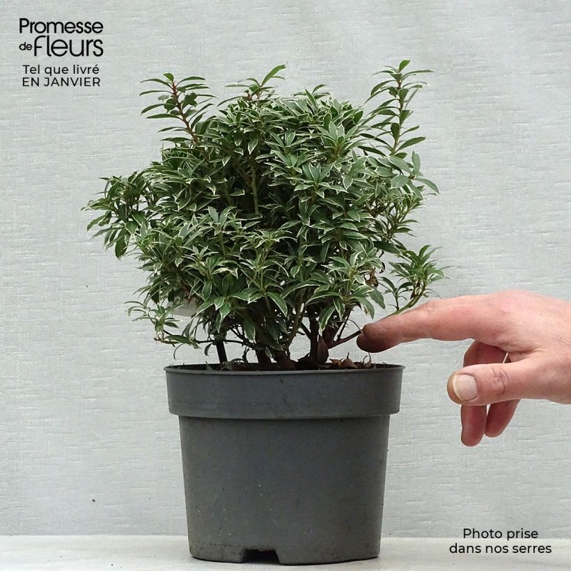 Pieris japonica Little Heath - Japanese Andromeda 2L/3L pot sample as delivered in winter