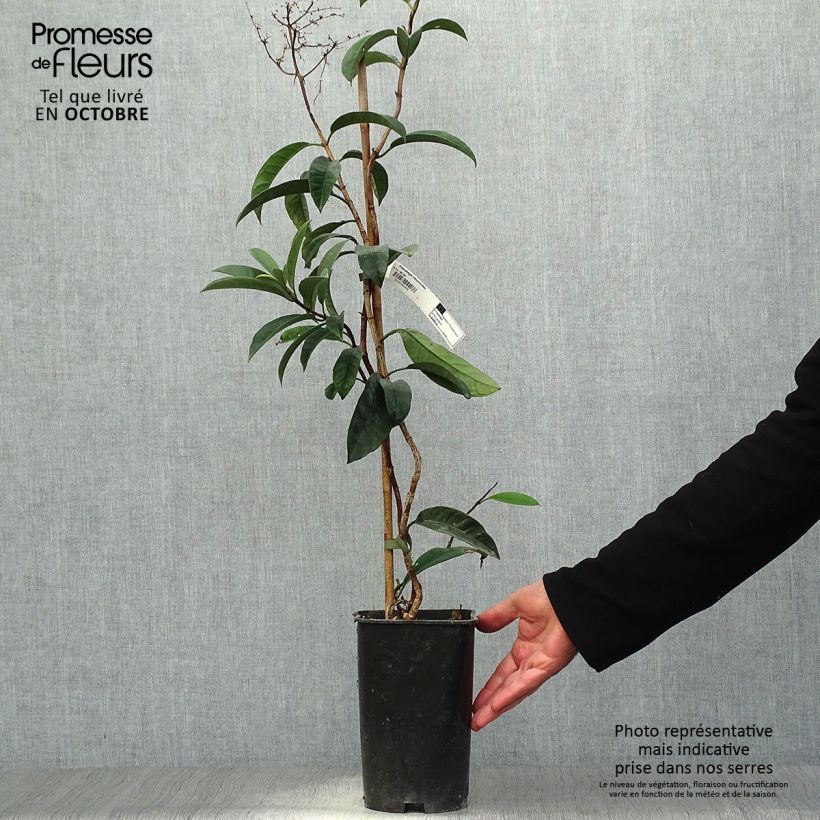 Pileostegia viburnoides 2L/3L pot sample as delivered in autumn