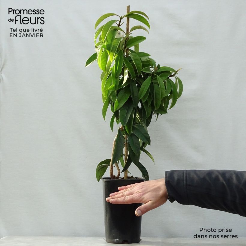 Pileostegia viburnoides 2L/3L pot sample as delivered in winter